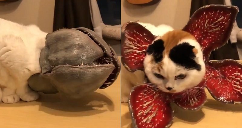 Kucing ini Kenakan Kostum Halloween Bunga Pemangsa Demogorgon, Sungguh Menggemaskan