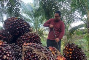 Naik Lagi, Berikut Harga Sawit Riau Seminggu ke depan