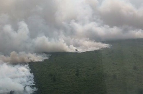 Lahan Sawit Bergambut Seluas 25 Hektare di Pelalawan Terbakar