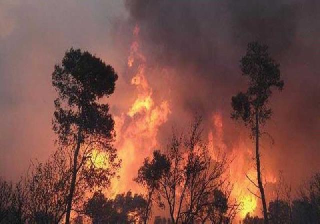 Enam Perusahaan Ini Dianggap Penyebab Munculnya Titik Api di Riau