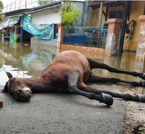 KASIHAN... Terobos Banjir Selamatkan Warga, Seekor Kuda Mati Kelelahan