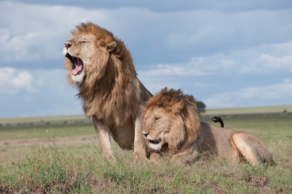1.200 Singa Dibunuh, Afrika Terancam Tak Lagi Jadi Tujuan Wisata Pencinta Hewan