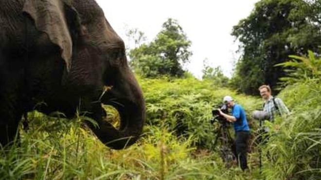 BBC Earth Rekam Aksi ‘Pasukan Patroli Gajah’ di Riau
