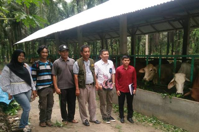 Provinsi Riau Bantu 48 Ekor Sapi Aceh Untuk Rohil