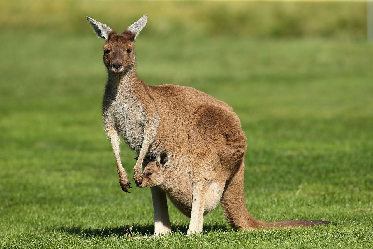 Tiga Warga Australia Terluka Parah Diserang Kanguru