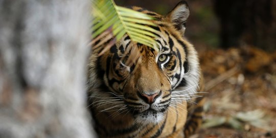 BBKSDA Pasang Kamera Trap Lacak Harimau di Tapung