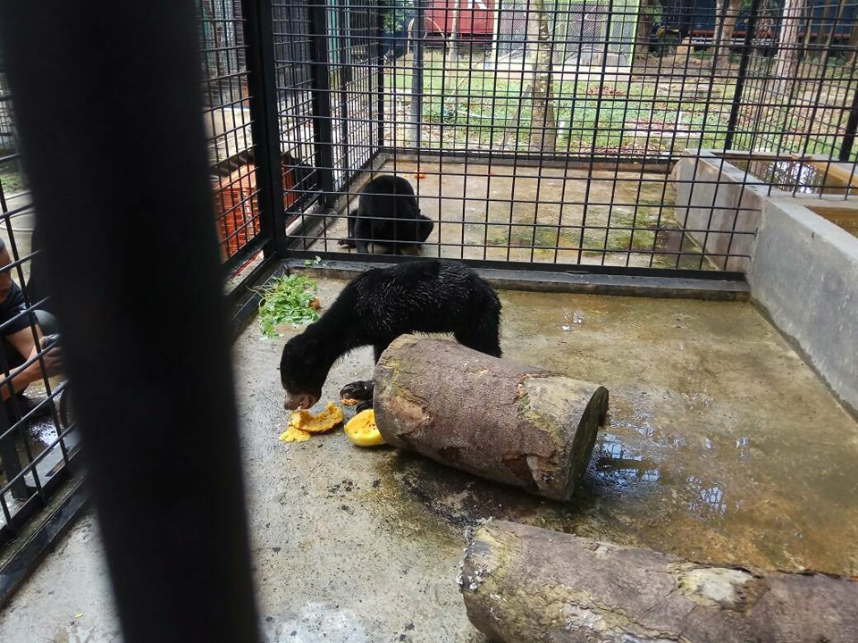 BBKSDA Riau Relokasi Sepasang Beruang Madu 