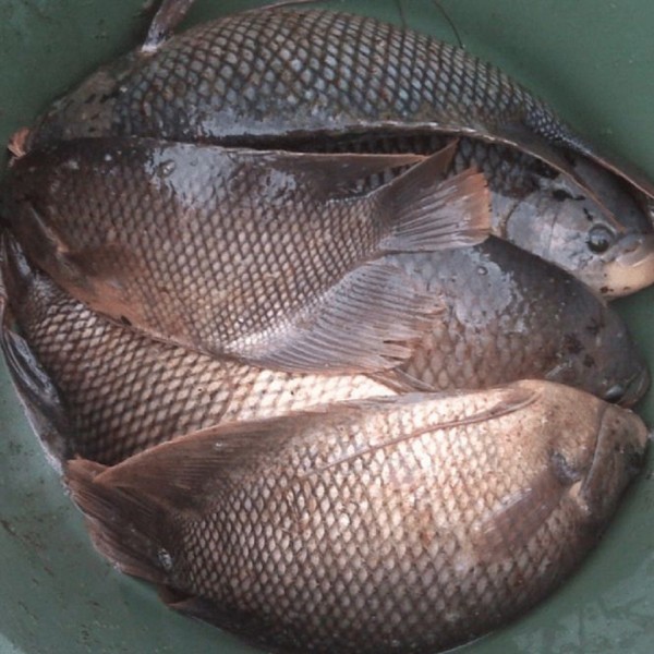 Gurami Melejit Naik, Berikut Harga Ikan di Pekanbaru