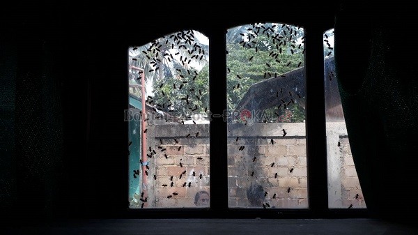 MENAKUTKAN! Ribuan Lebah Serang Rumah Warga