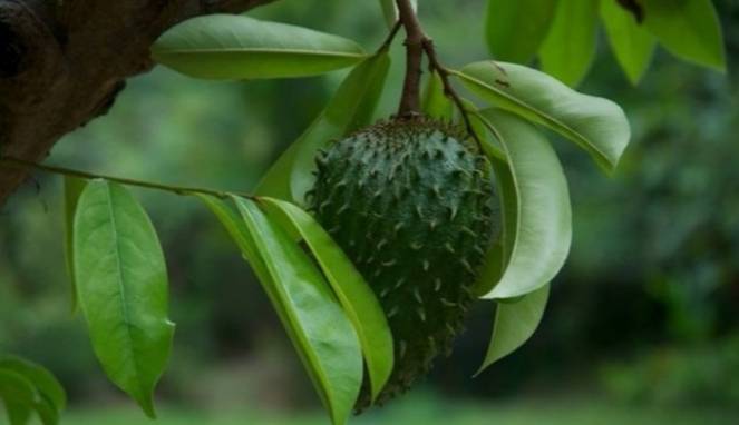 Singkirkan Batu Empedu dengan Ramuan Daun Sirsak