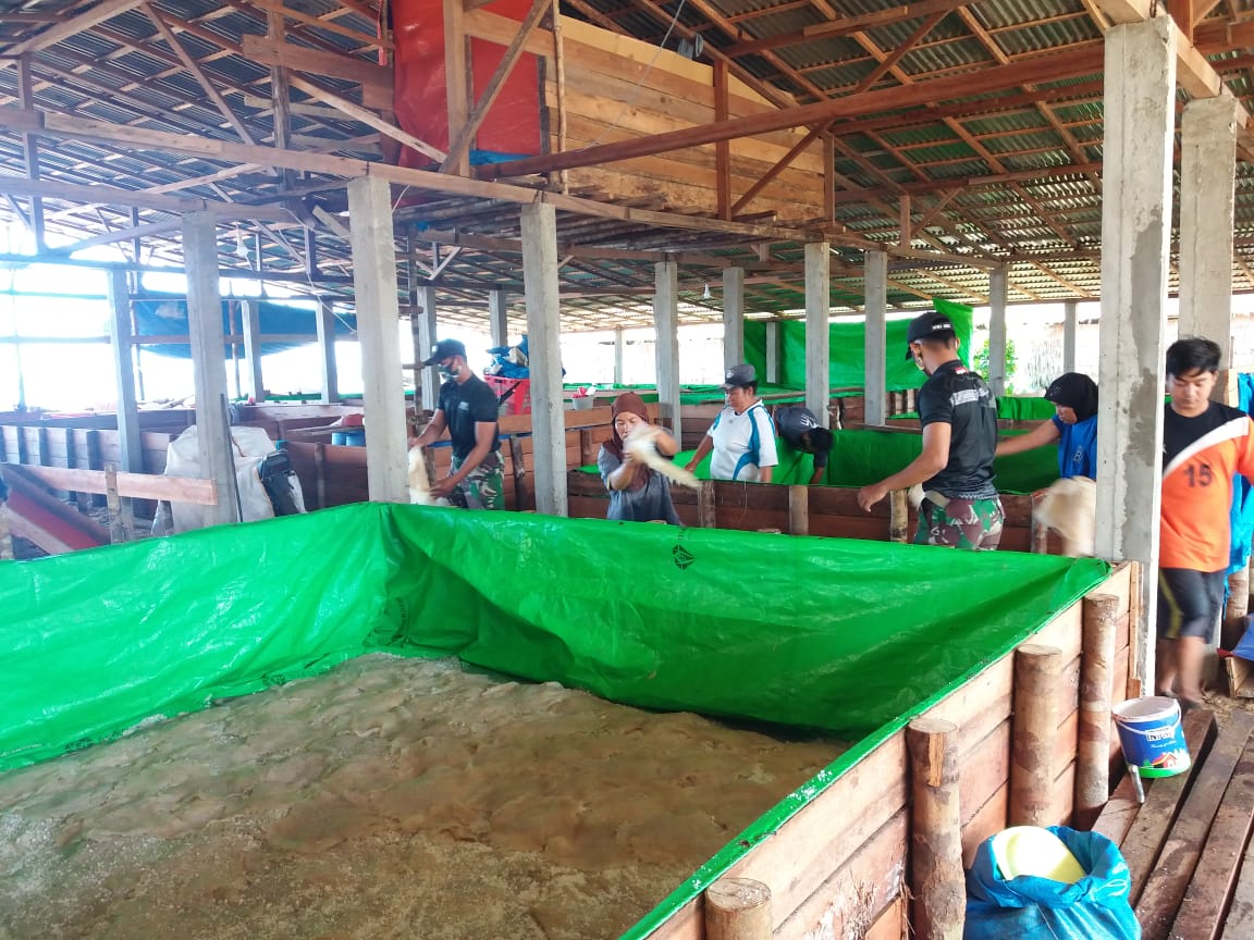 Pererat Silaturahmi, Satgas Pamtas Yonif 642 Bantu Masyarakat Panen Ubur-Ubur