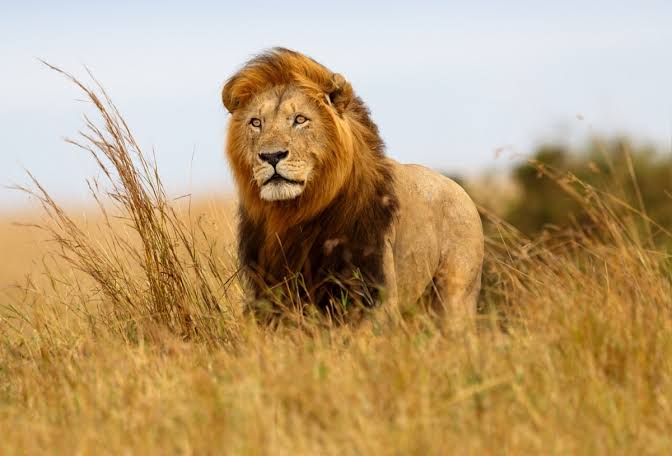 Pemburu Badak Dicabik dan Dimakan Hidup-hidup Kawanan Singa