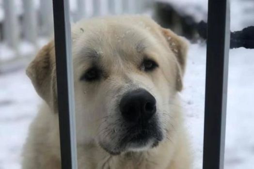 Selamatkan Satu Keluarga dari Tornado, Anjing ini Dipuji Sebagai Pahlawan