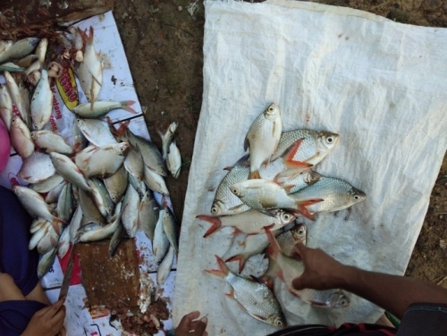 Ratusan Ekor Ikan Mengambang di Sungai Reteh