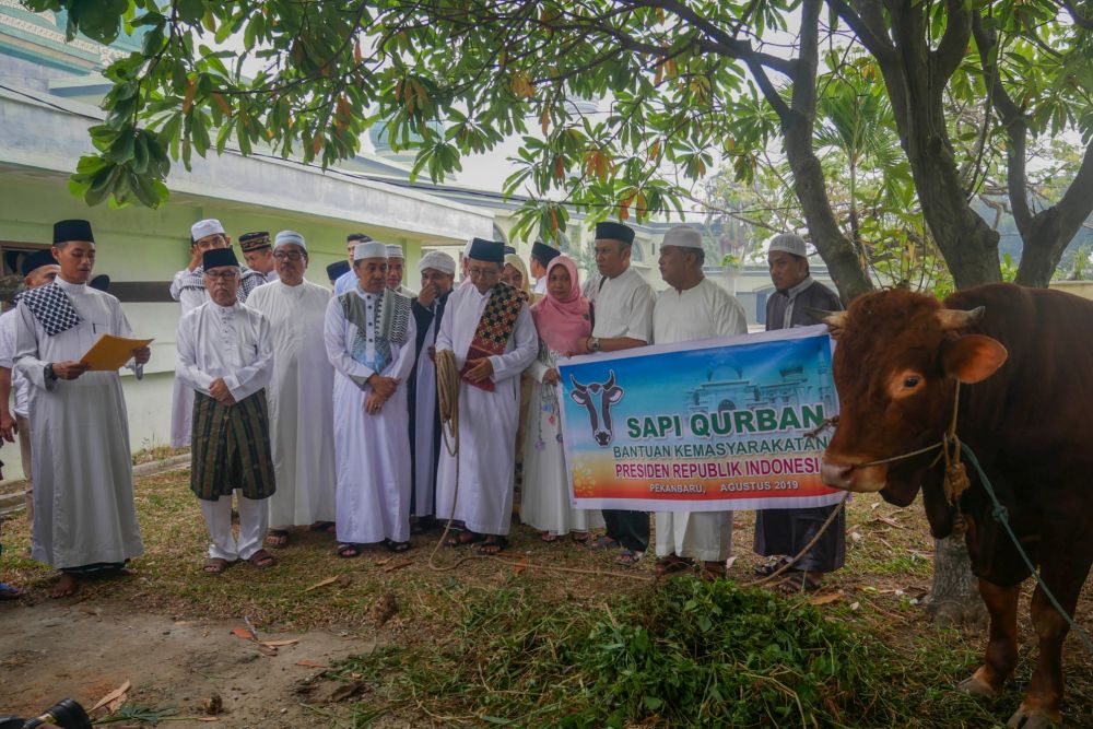 Tahun Ini Pemprov Riau Kembali Dapatkan Bantuan Sapi Presiden