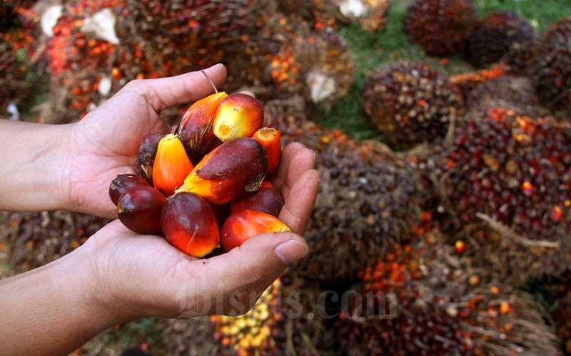 Solusi Harga Sawit Riau, Petani Minta Aturan Tambahan Ekspor Dicabut