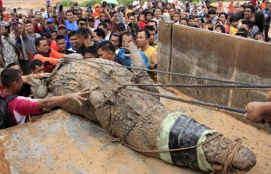 Polisi Tembak Buaya Pemakan Bocah, Tak Disangka Warga Temukan Ini