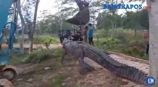 Penampakan Buaya Sepanjang Hampir 5 Meter Diangkat Pakai Alat Berat