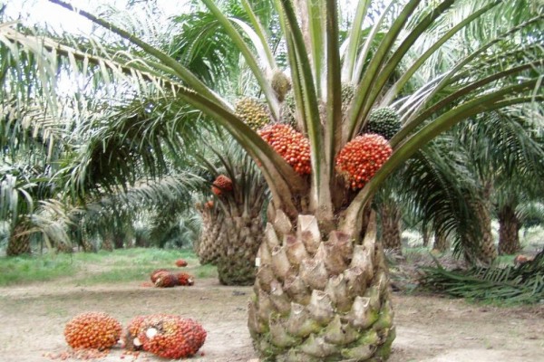 Berikut Daftar Harga TBS Sawit di Riau Sepekan Kedepan