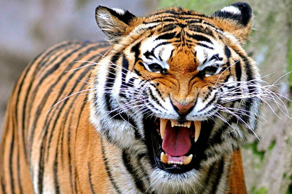 Pembunuh 3 Harimau di Riau Dituntut 4,5 Tahun Penjara