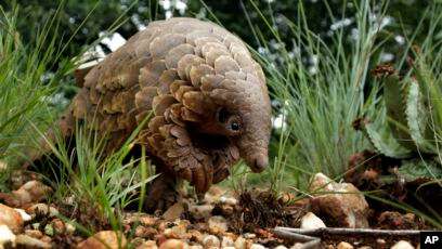 Ilmuwan China Sedang Identifikasi Trenggiling Sebagai Inang Virus Corona