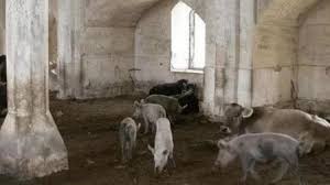 Masjid di Azerbaijan yang Berubah Menjadi Kandang Babi, Begini Penampakannya