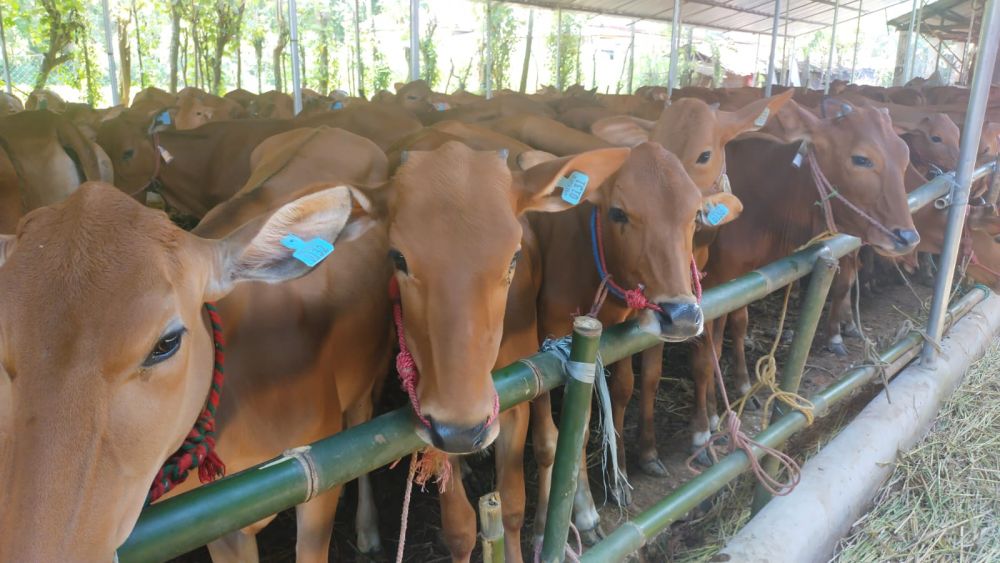 567 Sapi Bantuan Pemprov Riau Dikirim dari Jatim