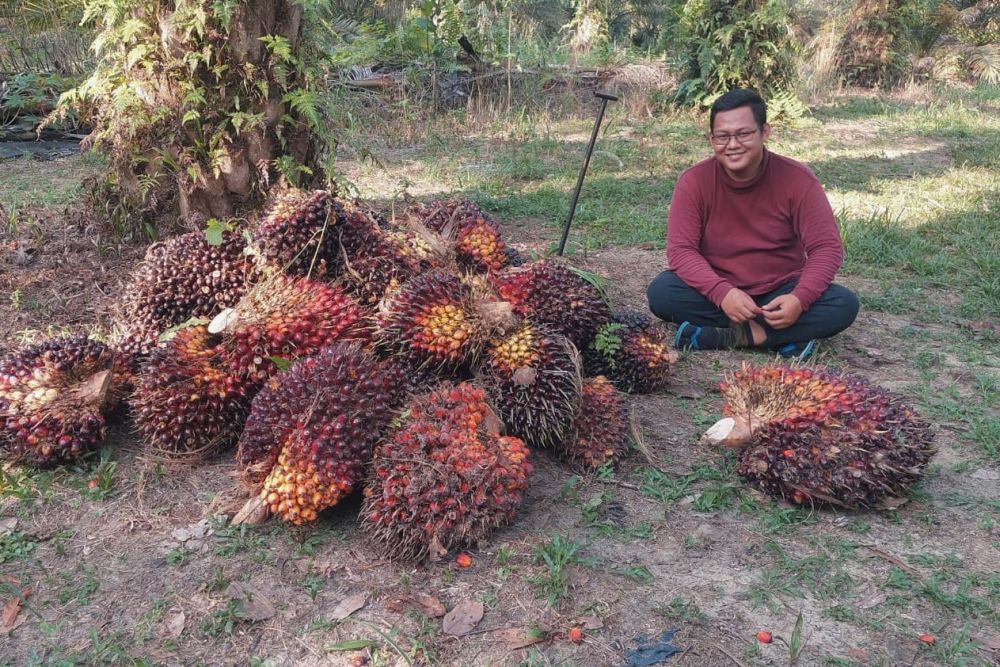 Ini Penyebab Harga Sawit di Riau Ditetapkan Naik