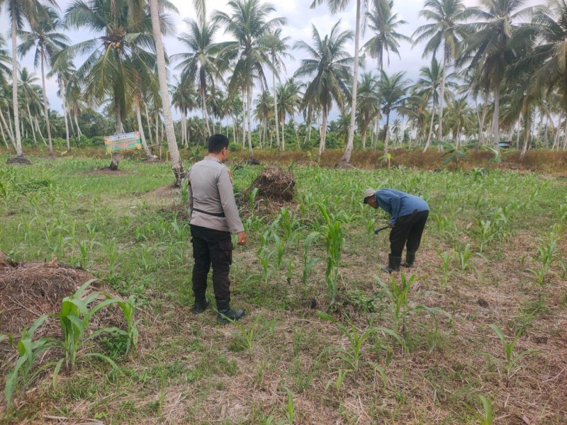 Tanaman Jagung Usia 34 Hari di Pekan Kamis Tumbuh Optimal