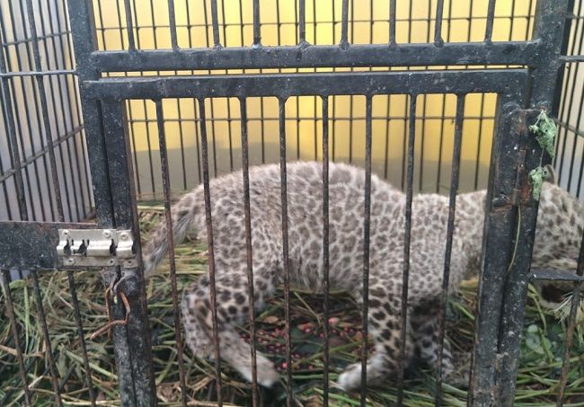 Anak Leopard Mati di Kebun Binatang Kasang Kulim karena Virus