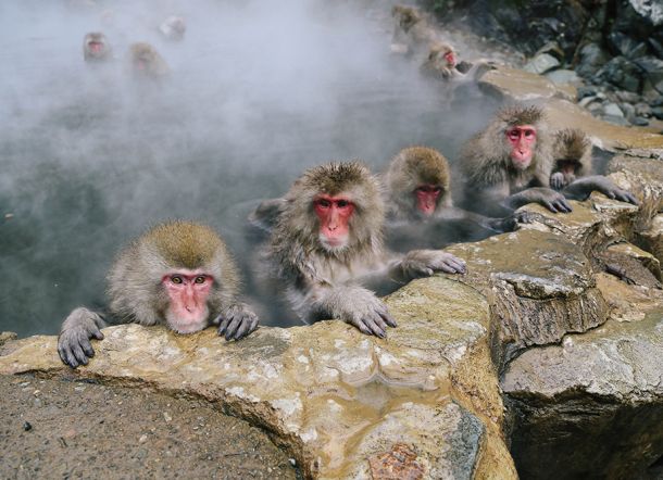 Destinasi Wisata dengan Pemandangan Terbaik Selama Musim Salju