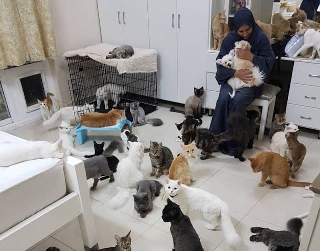Kisah Maryam yang Habiskan Rp113 Juta per Bulan untuk 480 Kucing dan 12 Anjing