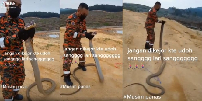 Petugas Damkar Dikejar King Kobra Raksasa saat Hendak Dilepasliarkan
