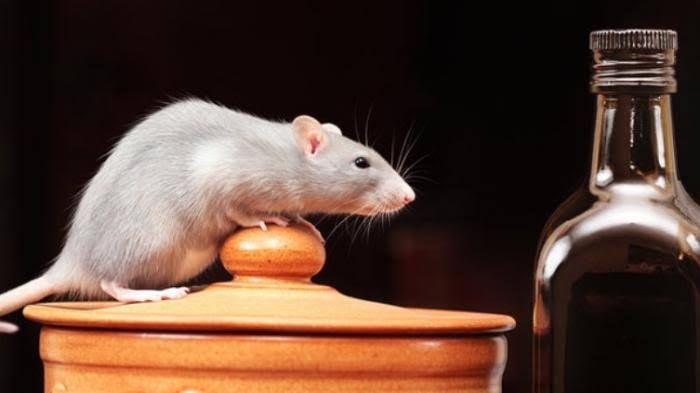 Tips Ampuh Usir Laba-Laba dan Tikus di Dapur
