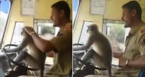 Sopir Biarkan Monyet Menyetir Saat Bus Penuh Penumpang