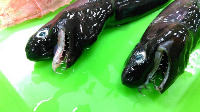 Karena Wujudnya yang Menyeramkan, Ikan Ini Disebut ‘Alien Laut’