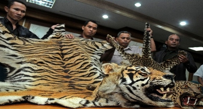 Berkas Tersangka Perdagangan Kulit Harimau Sudah P21