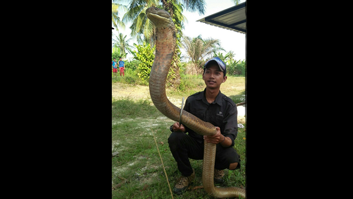Mahasiswa Ini Pelihara King Kobra Sepanjang 4 Meter