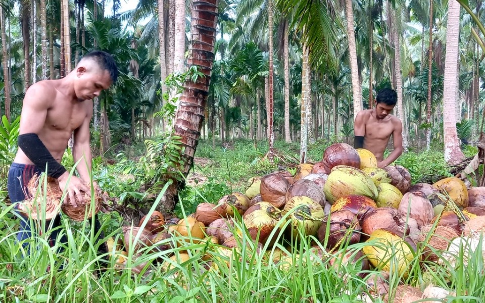 Dua Pria Ambil Upah Menyolak Kelapa