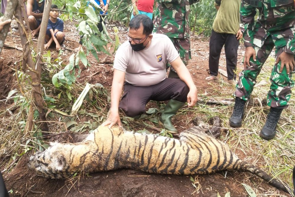 Harimau Sumatera Ditemukan Mati Terjerat di Bengkalis