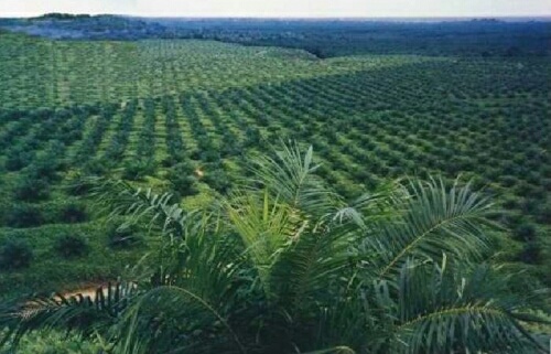 Sulap Ratusan Hektar Hutan Rohil Jadi Kebun Sawit, Anggota DPRD Riau Masuk Bui