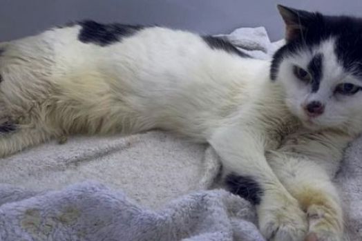 Hilang 11 tahun, Kucing Ini Bertemu Lagi dengan Pemiliknya