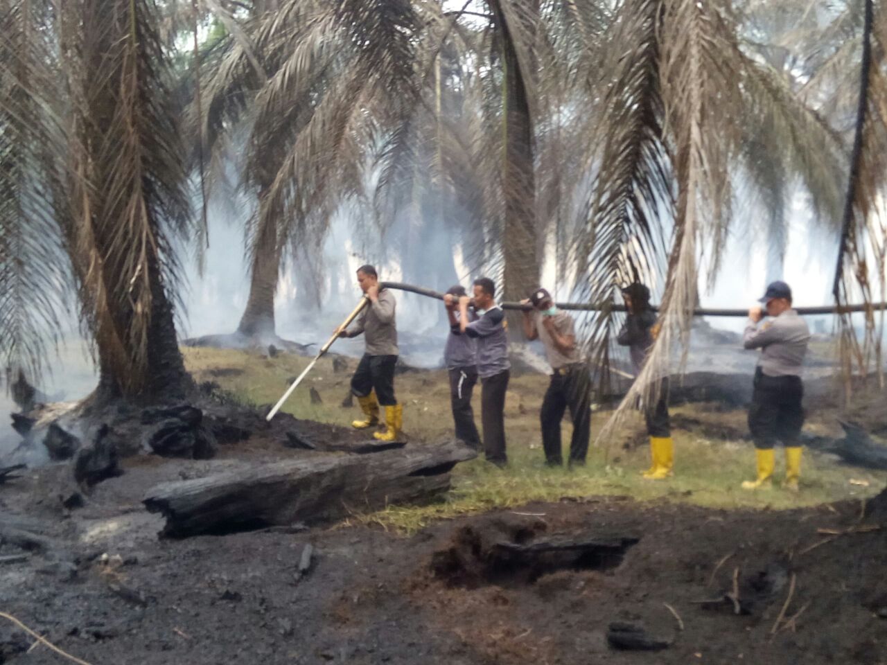 20 Hektar Lahan Sawit Warga di Rohil Terbakar