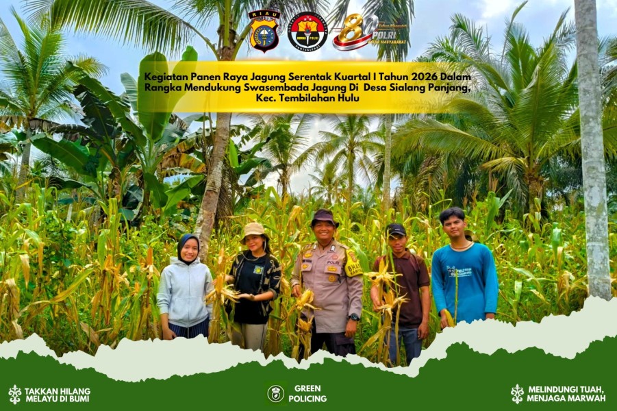 Hama Tikus dan Tupai Masih Jadi Tantangan Petani Jagung di Sialang Panjang