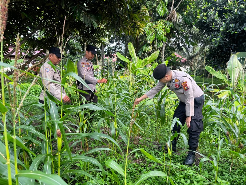 Jagung di Lahan Mako Polsek Tembilahan Hulu Mulai Berbuah, Perawatan Terus Dimaksimalkan