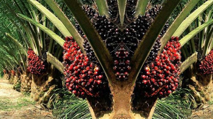 Harga TBS Kelapa Sawit Turun Rp127,45 per Kg