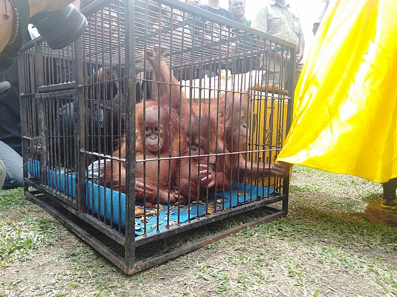 Warga Tembukan Tiga Orangutan Dalam Kardus Dekat Jembatan Pekanbaru