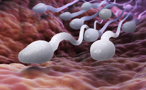 Sel Telur Ternyata Menyeleksi Sperma yang Boleh Membuahinya