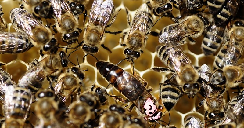 5 Hal Menarik Tentang Lebah