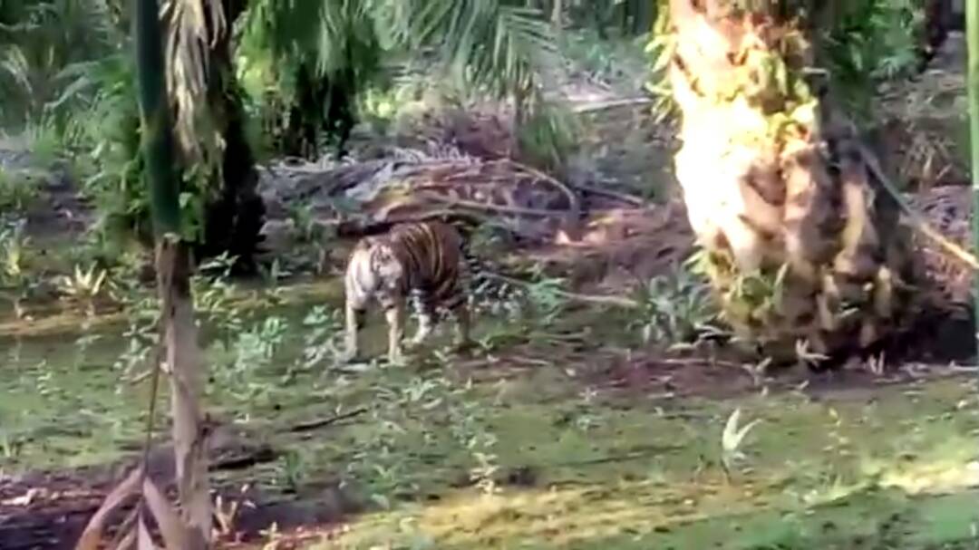 BBKSDA Riau Temukan Harimau Liar Dari Kawasan Konsesi Sawit di Inhil